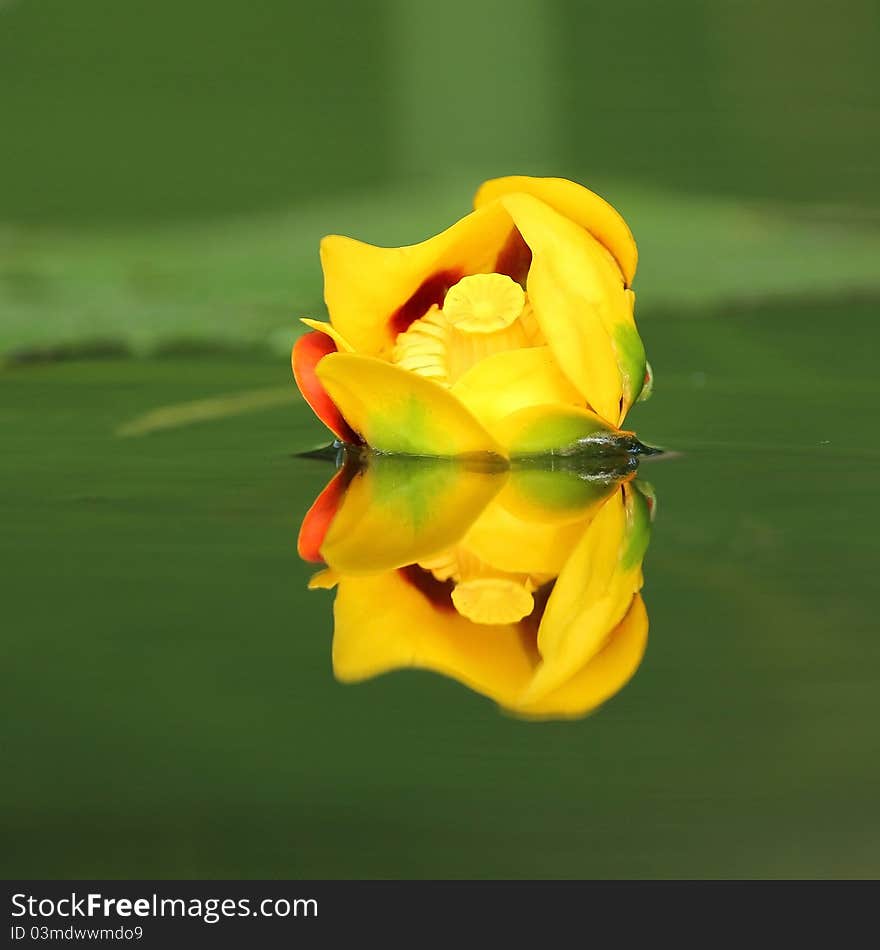 Bullhead Lily (Nuphar variegatum) - Pinery Provincial Park, Ontario Bullhead Lily (Nuphar variegatum) reflecting in green water - Pinery Provincial Park, Ontario, Canada. Bullhead Lily (Nuphar variegatum) - Pinery Provincial Park, Ontario Bullhead Lily (Nuphar variegatum) reflecting in green water - Pinery Provincial Park, Ontario, Canada