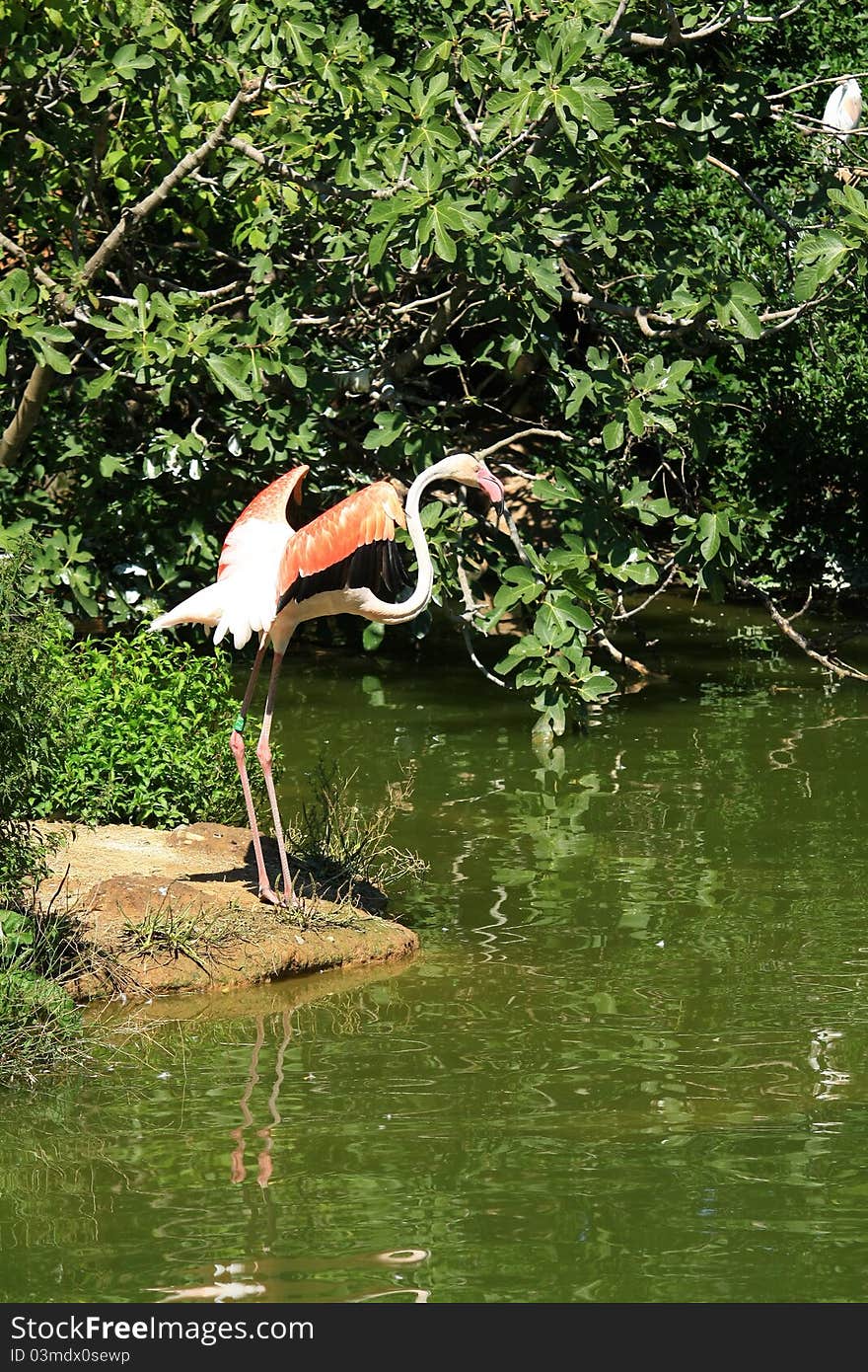 Male pink flamingo flapping am river