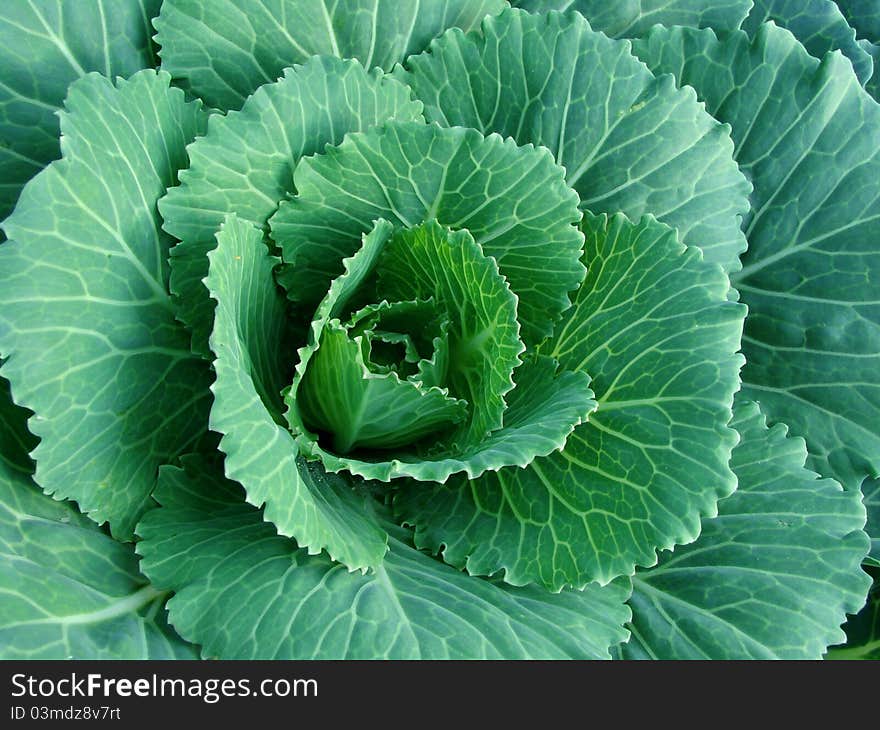 Ornamental cabbage growing on the bed