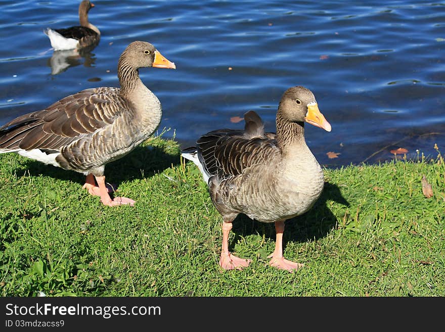 Geese