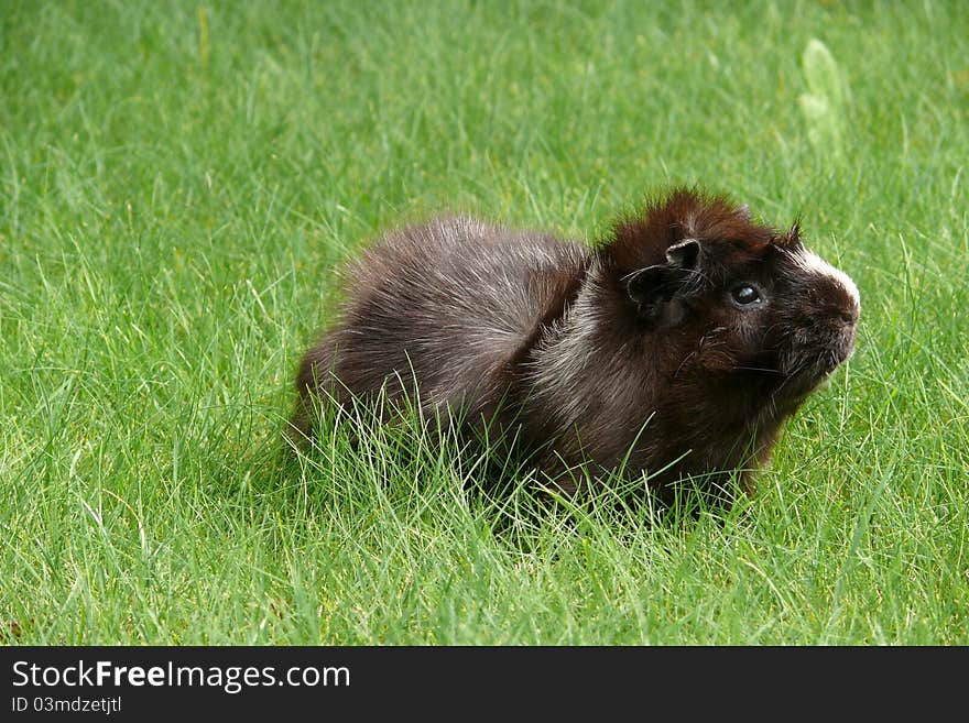 Guinea Pig