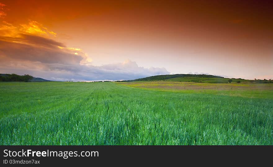 Wheatfield at sunset