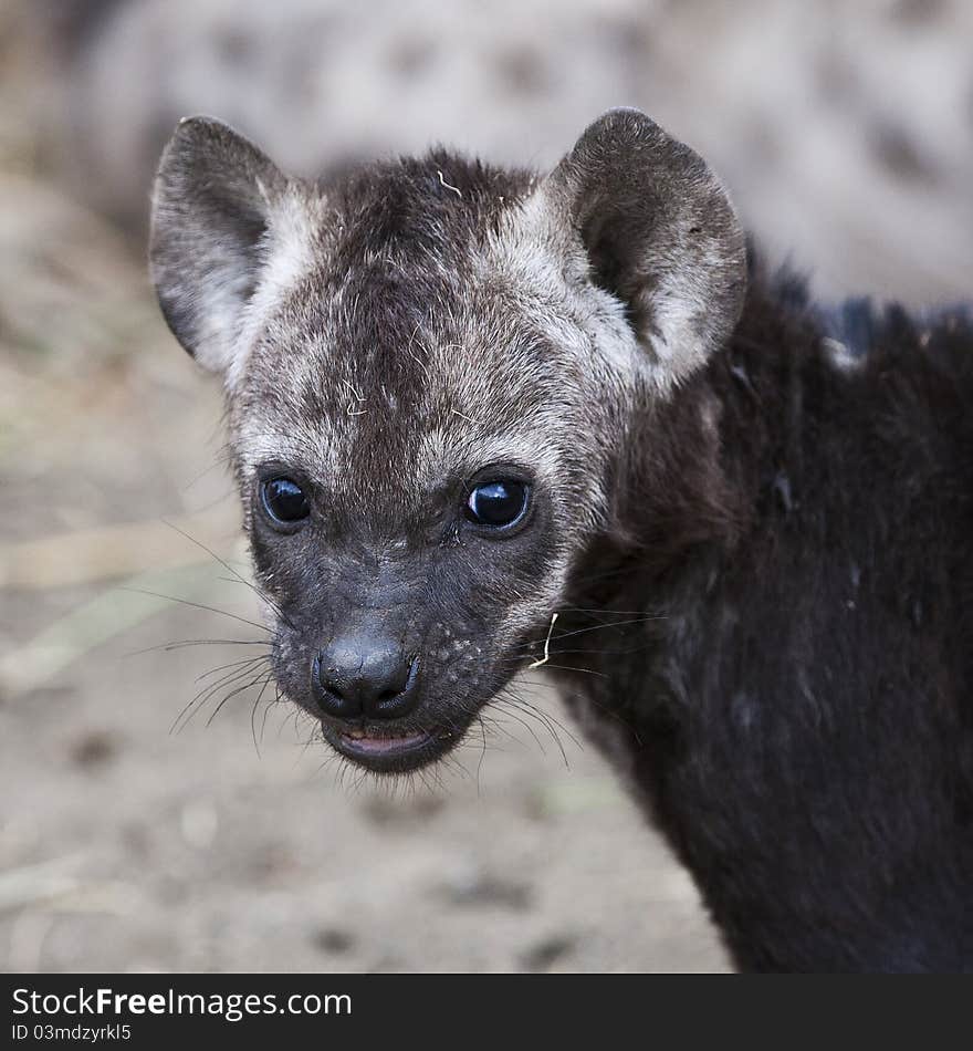 Spotted Hyena cub in Kruger National Park, South Africa