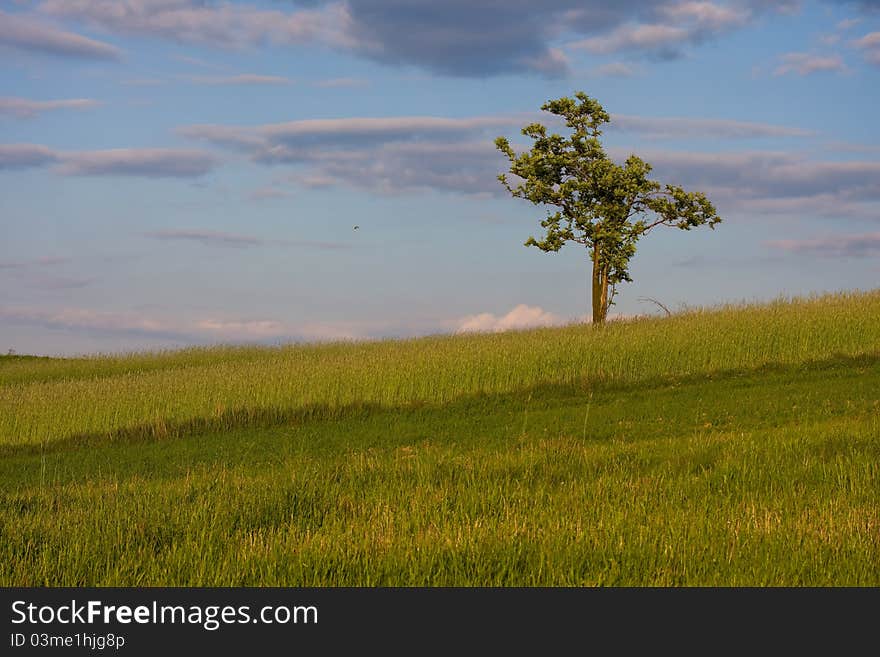 Tree on a spring field