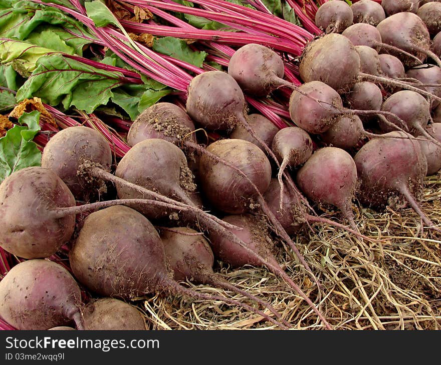 Beetroots harvest