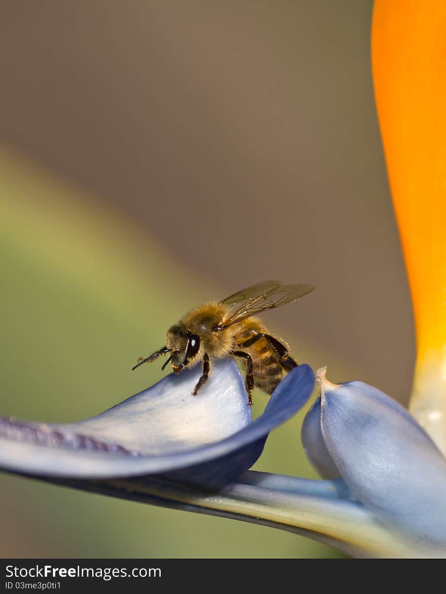 Close up of a bee feeding on a colorful bird of paradise flower,against a blured background. Close up of a bee feeding on a colorful bird of paradise flower,against a blured background.