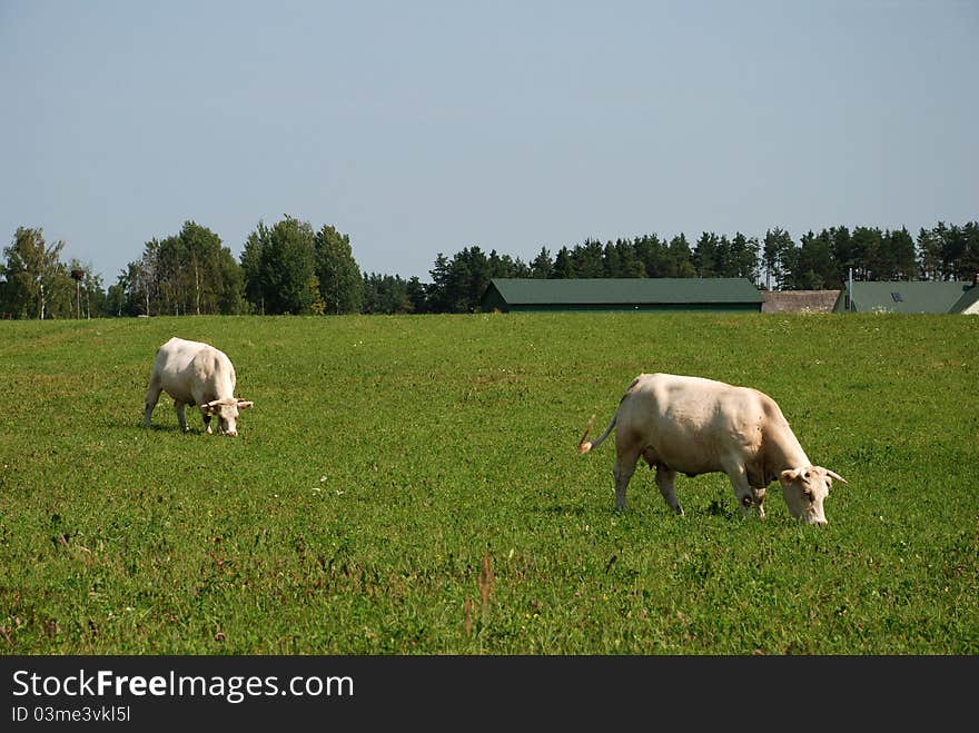 White cows on the field