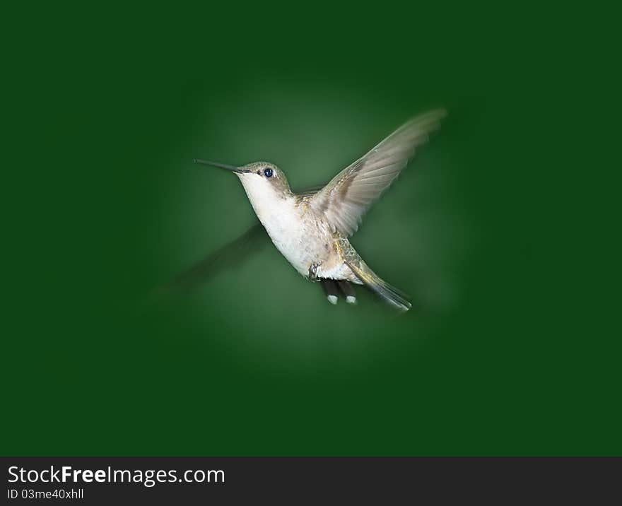 Female hummingbird in flight with wings spread against a green background. Female hummingbird in flight with wings spread against a green background