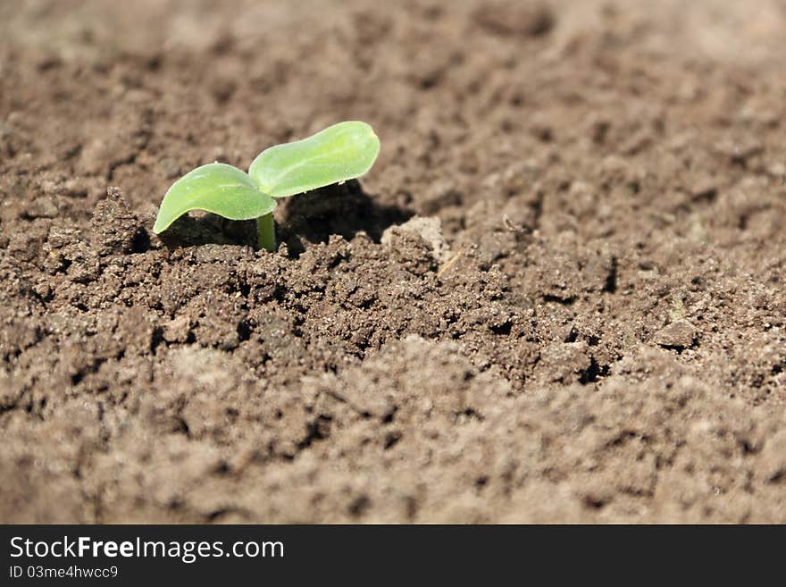 Small Cucumber Seedling