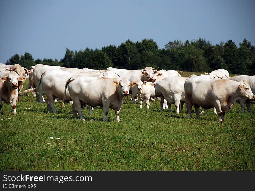 White cows on the field