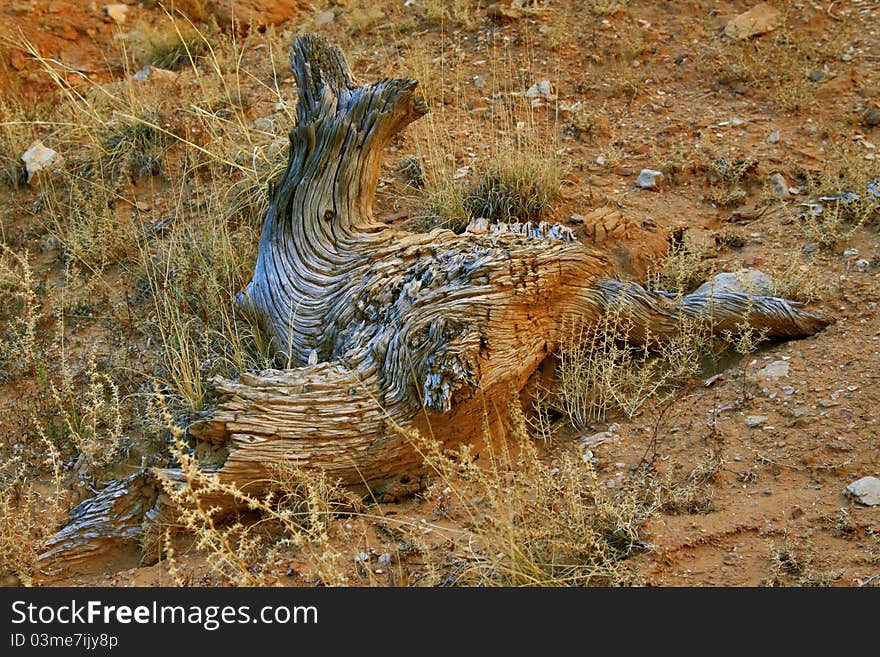 Kodachrome Basin State Park Utah Autumn Piece of Wood. Kodachrome Basin State Park Utah Autumn Piece of Wood