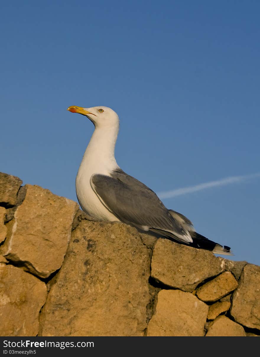 Close up photo of proud big seagull bird sitting on stone wall