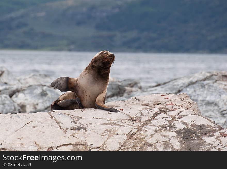 The South American Sea Lion in Argentina's Tierra Del Fuego