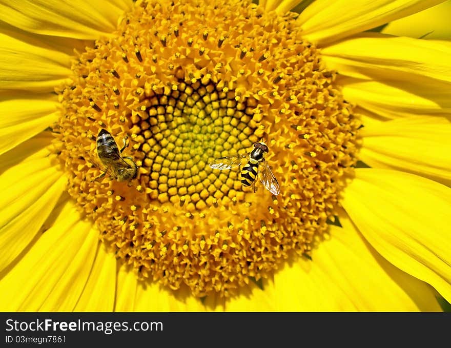 Bee on sunflower collects nectar