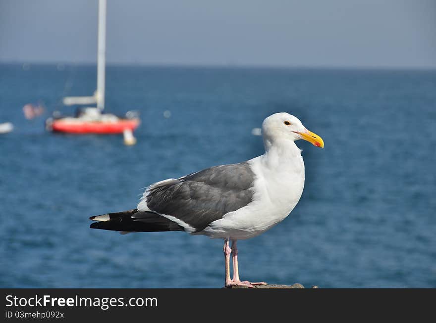 Seagull