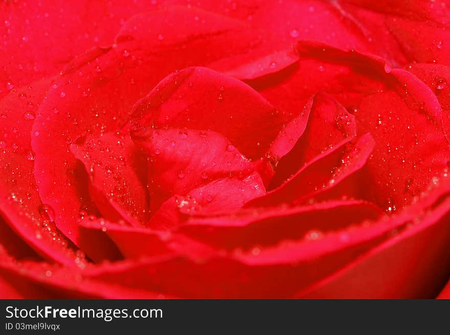 Red rose with water drop close up use for background