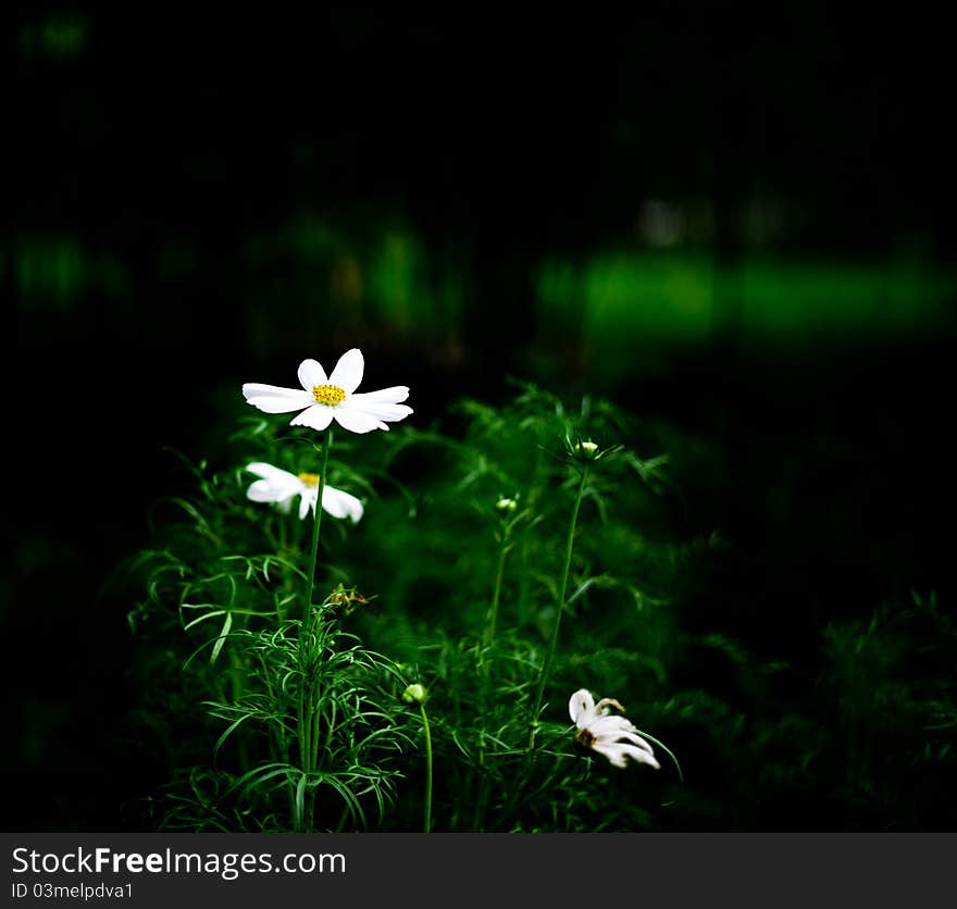 High light daisy and grass with dark background