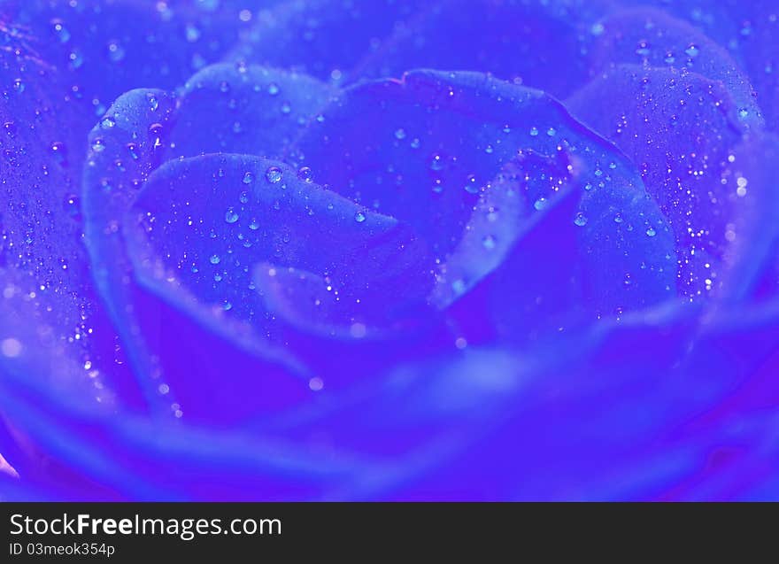 Blue rose with water drop for background