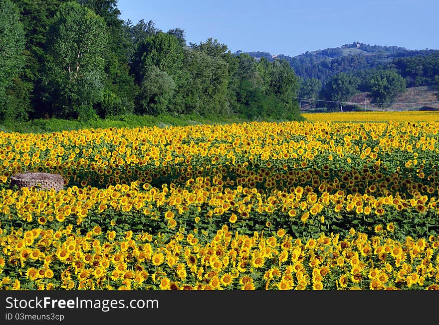 A beautiful field of sun flowers. A beautiful field of sun flowers