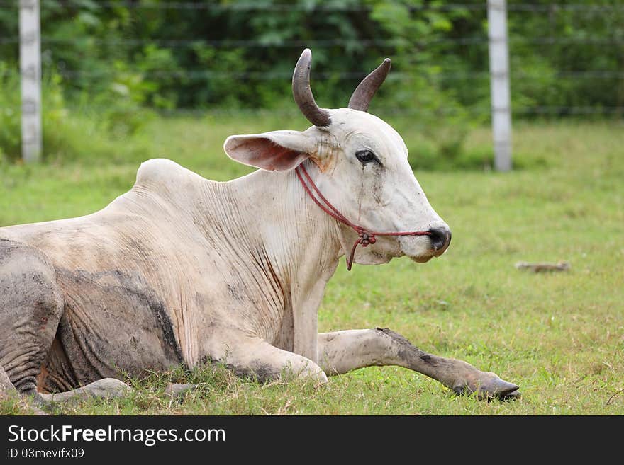 Cow sit on grass field