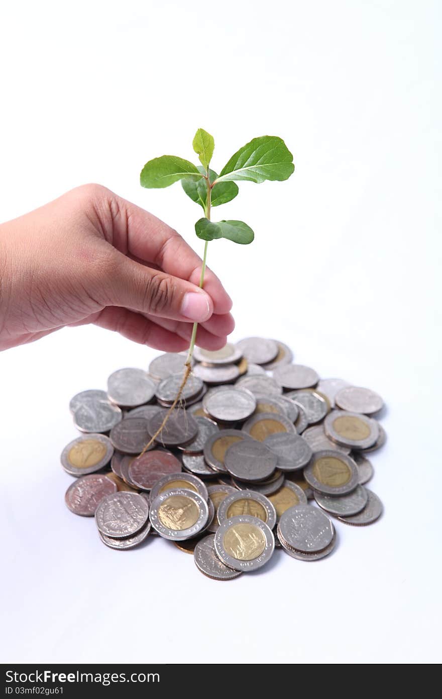 A little tree on coin isolated white,background