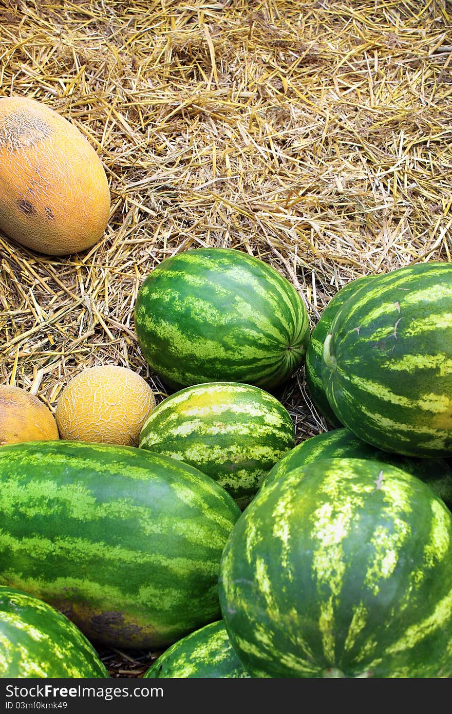Watermelon and cantaloupe in hay