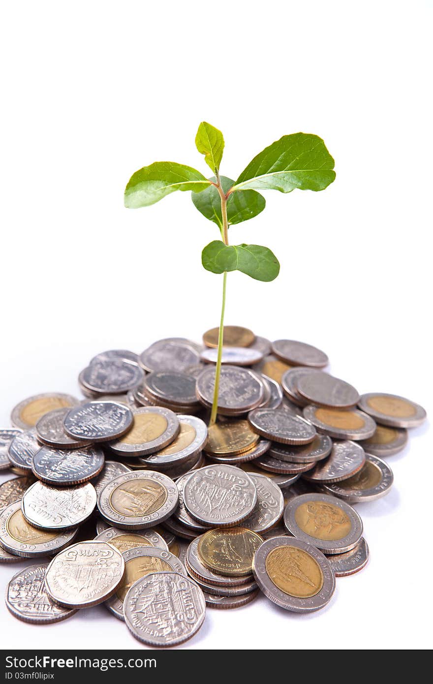 Tree growing on coin