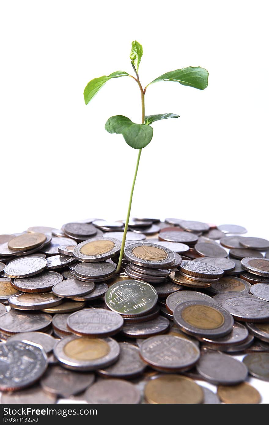 Tree growing on coin