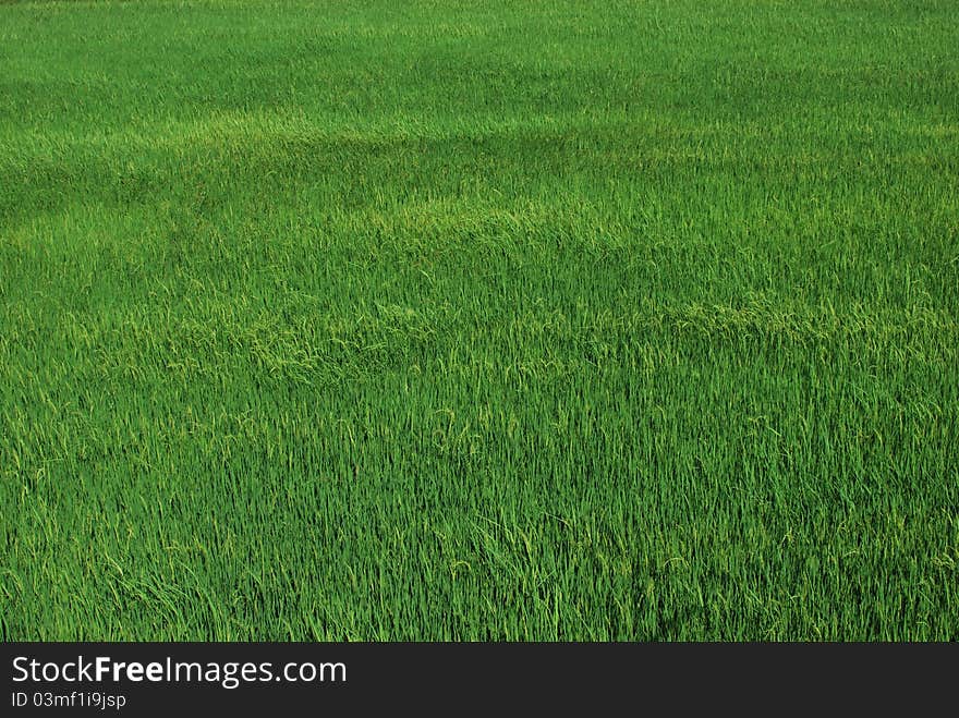 The Field Rice