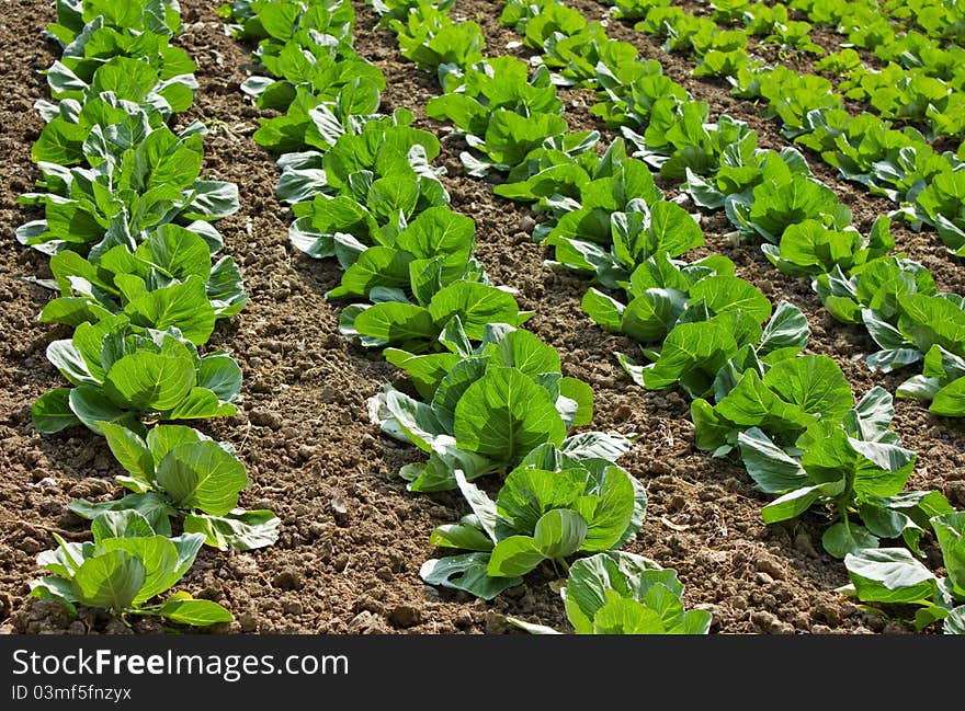 Salad field closeup