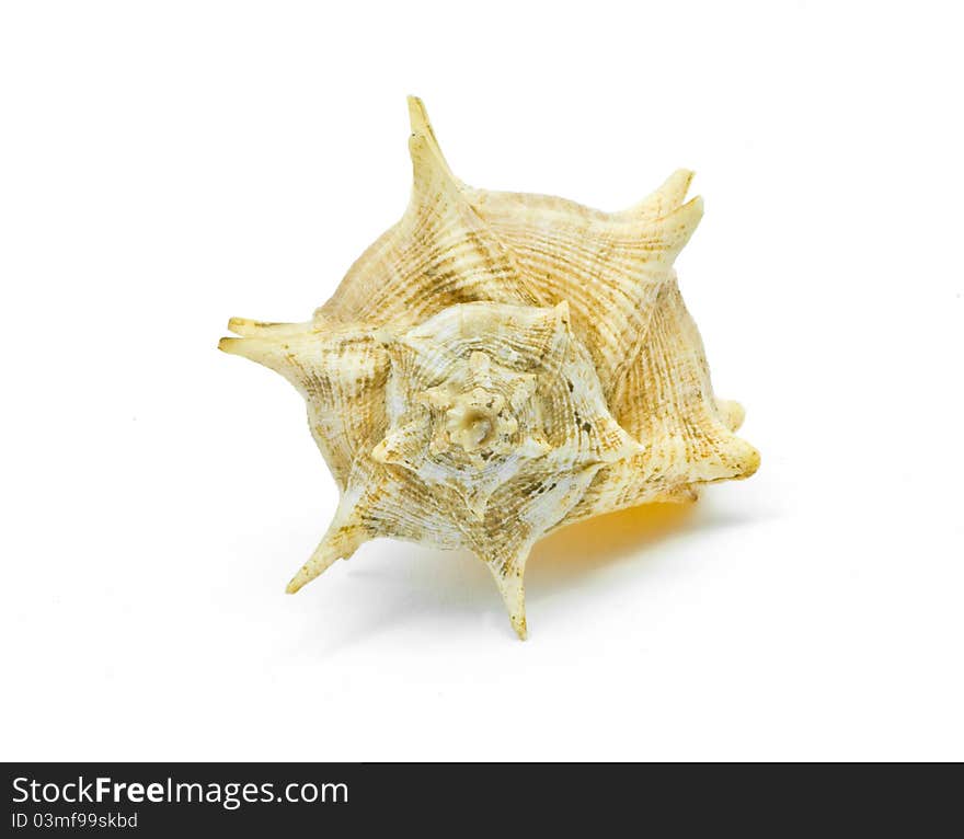 Small yellow shell on white background. Small yellow shell on white background