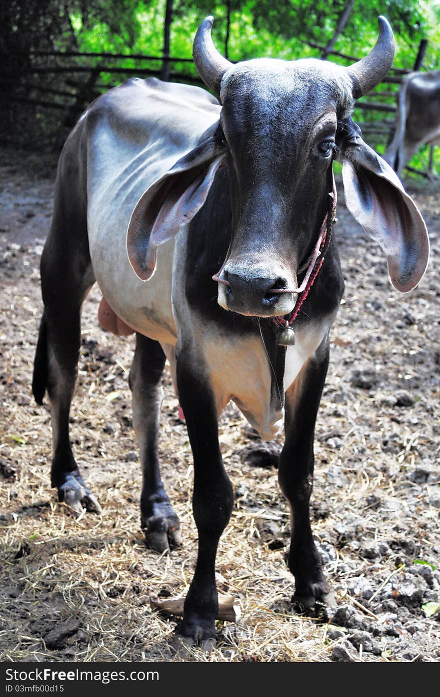 Cows fed the Thai people in Bangkok, a large black and gray cattle breeding in Brazil.