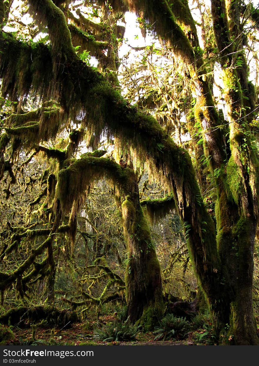 The mystical forests of Olympic National Park are a photographer's heaven and hell. The moss-laden century-old trees provide infinite photo opportunities but it is hard to chose an angle that gives the jungle-like chaos the necessary structure. Again Oi played with the light that made it through the foliage to create this fairytale picture. The mystical forests of Olympic National Park are a photographer's heaven and hell. The moss-laden century-old trees provide infinite photo opportunities but it is hard to chose an angle that gives the jungle-like chaos the necessary structure. Again Oi played with the light that made it through the foliage to create this fairytale picture.