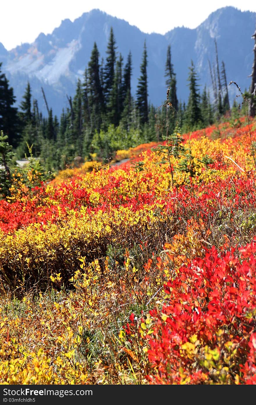 Autumn Colors