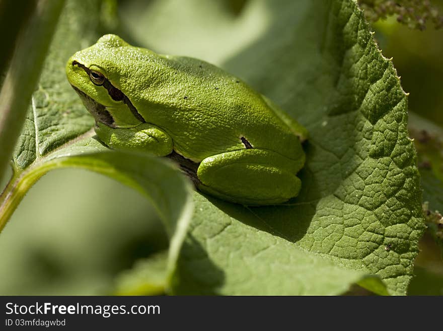 Green frog sitting on leaf in forest