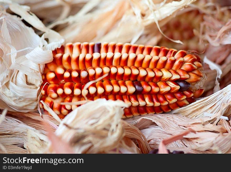 Decorative corn on the autumn market