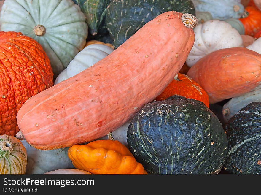 Colorful pumpkins collection on the autumn market