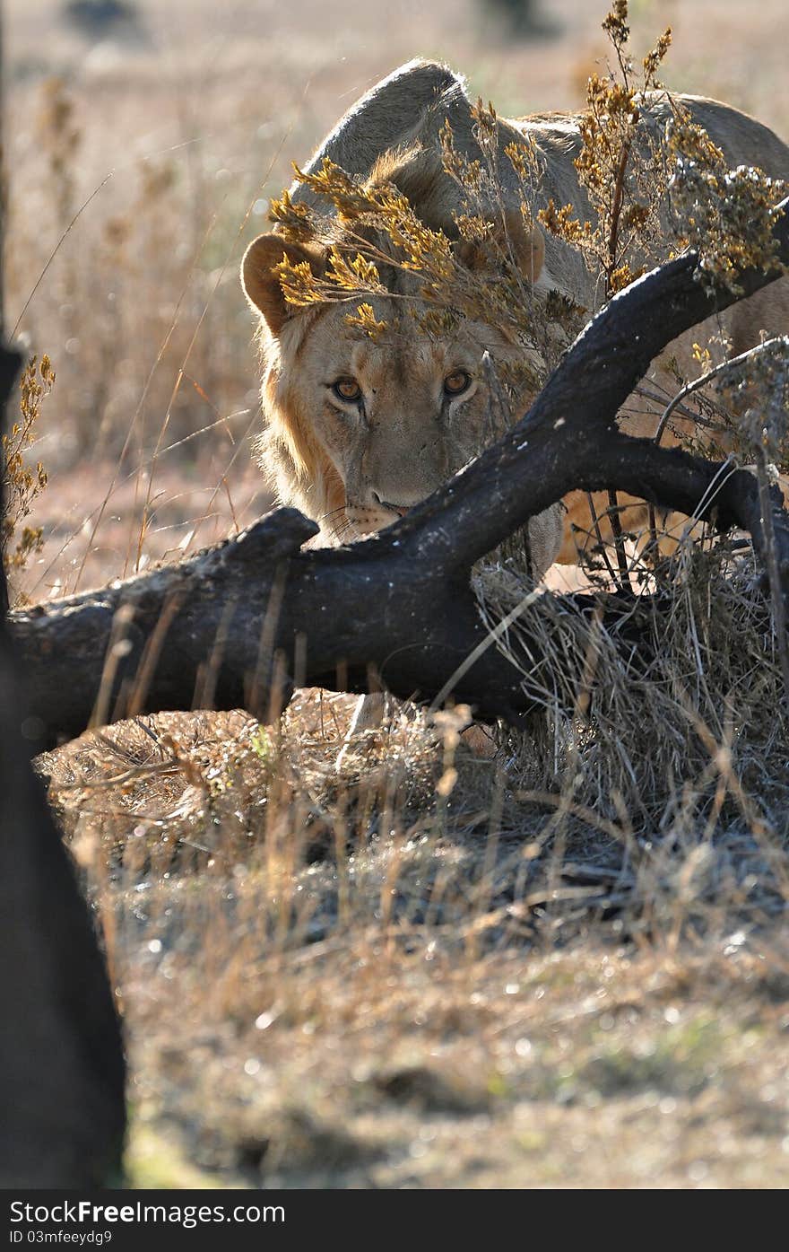 African lion stalking photographer