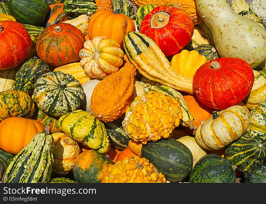 Colorful pumpkins collection on the autumn market