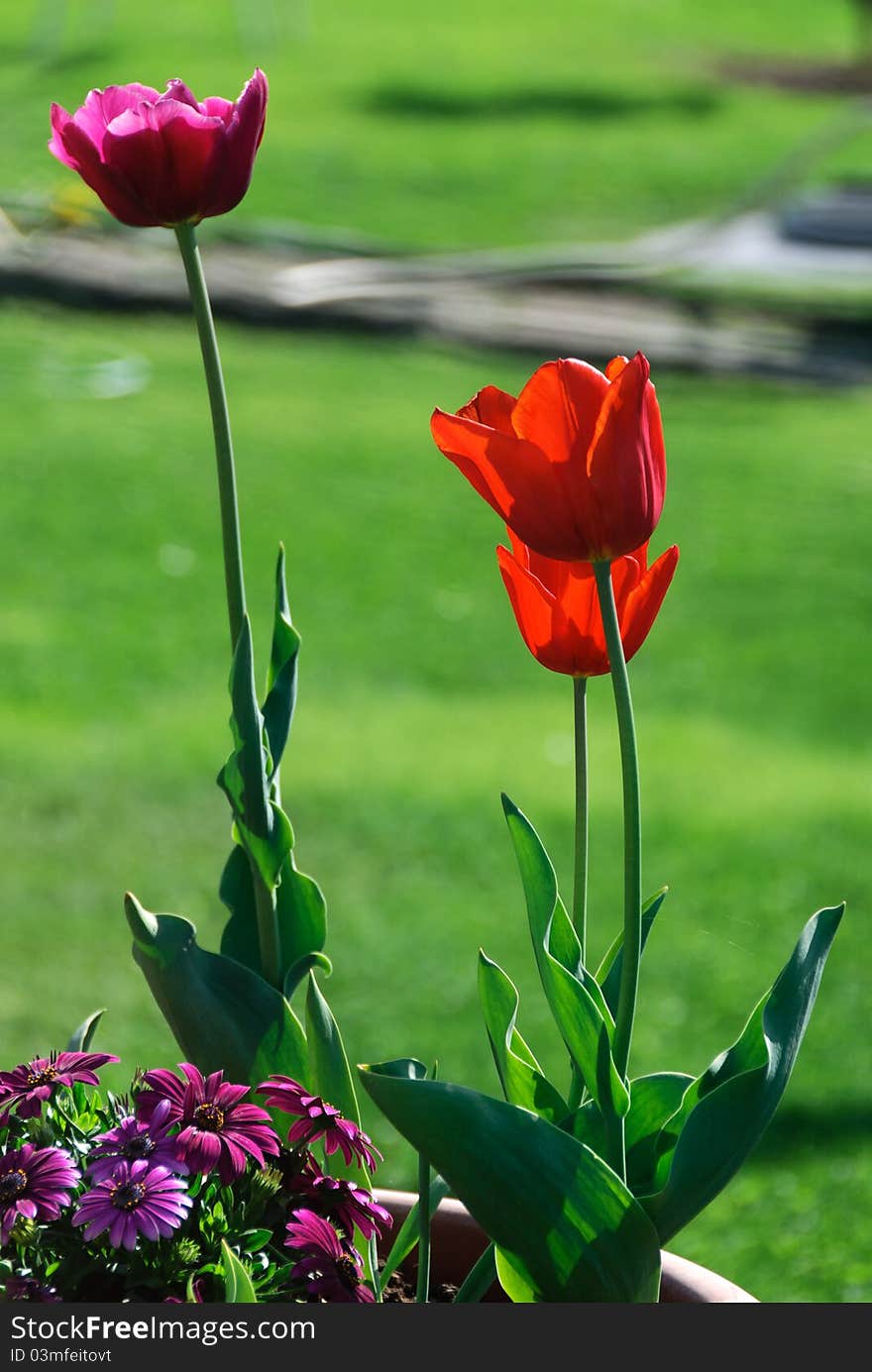 Red tulips on a green background