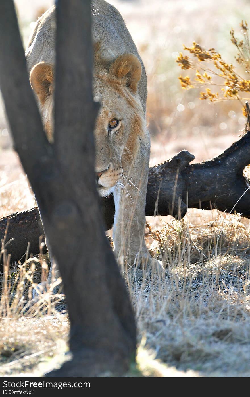 African lion stalking photographer