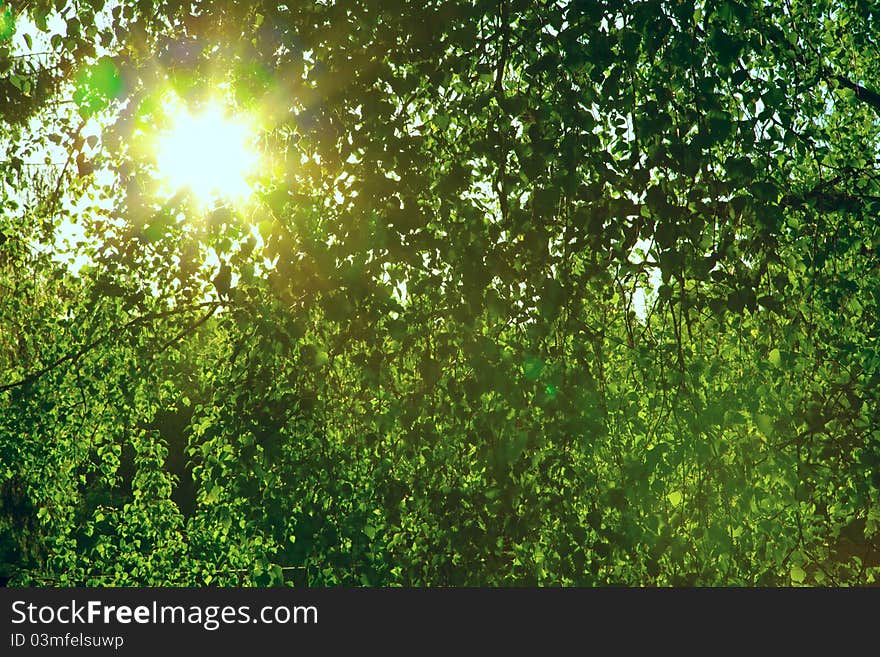 Sun through a green leaves