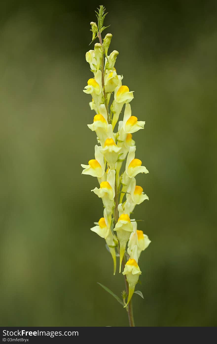 Single flower Linaria vulgaris on green background. Single flower Linaria vulgaris on green background