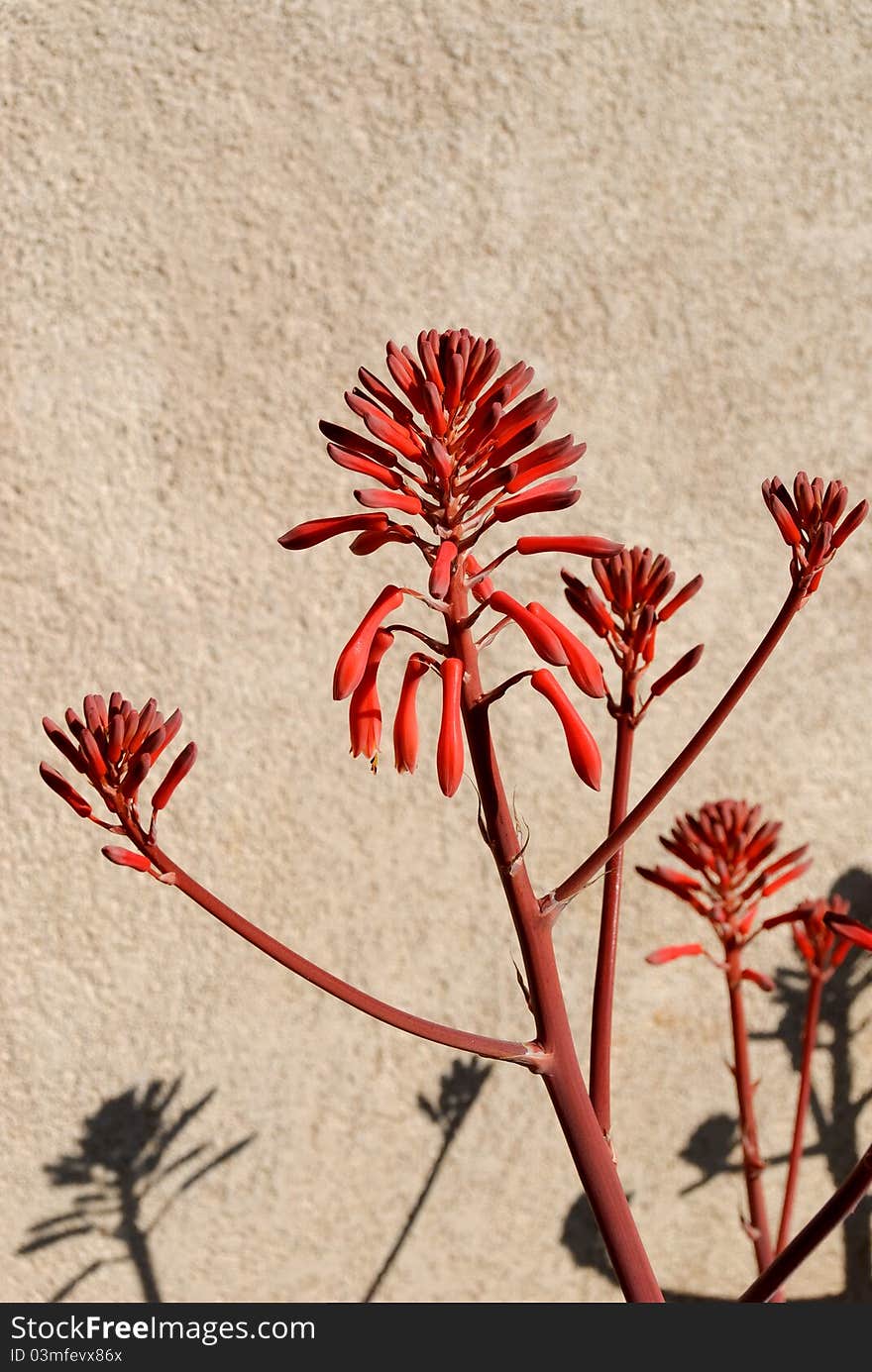 Flower of aloe