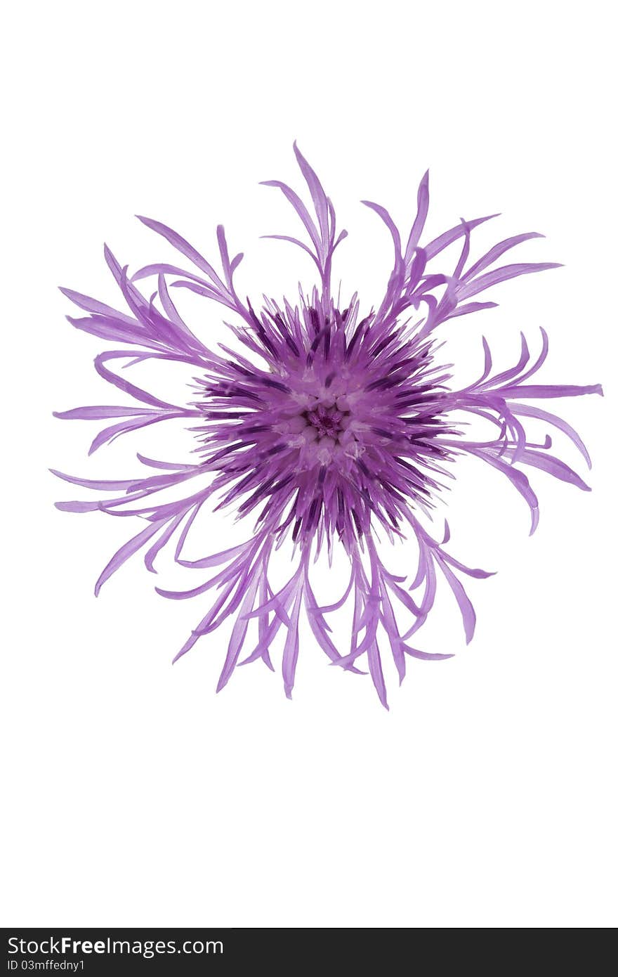 Single flower purple cornflower on white background