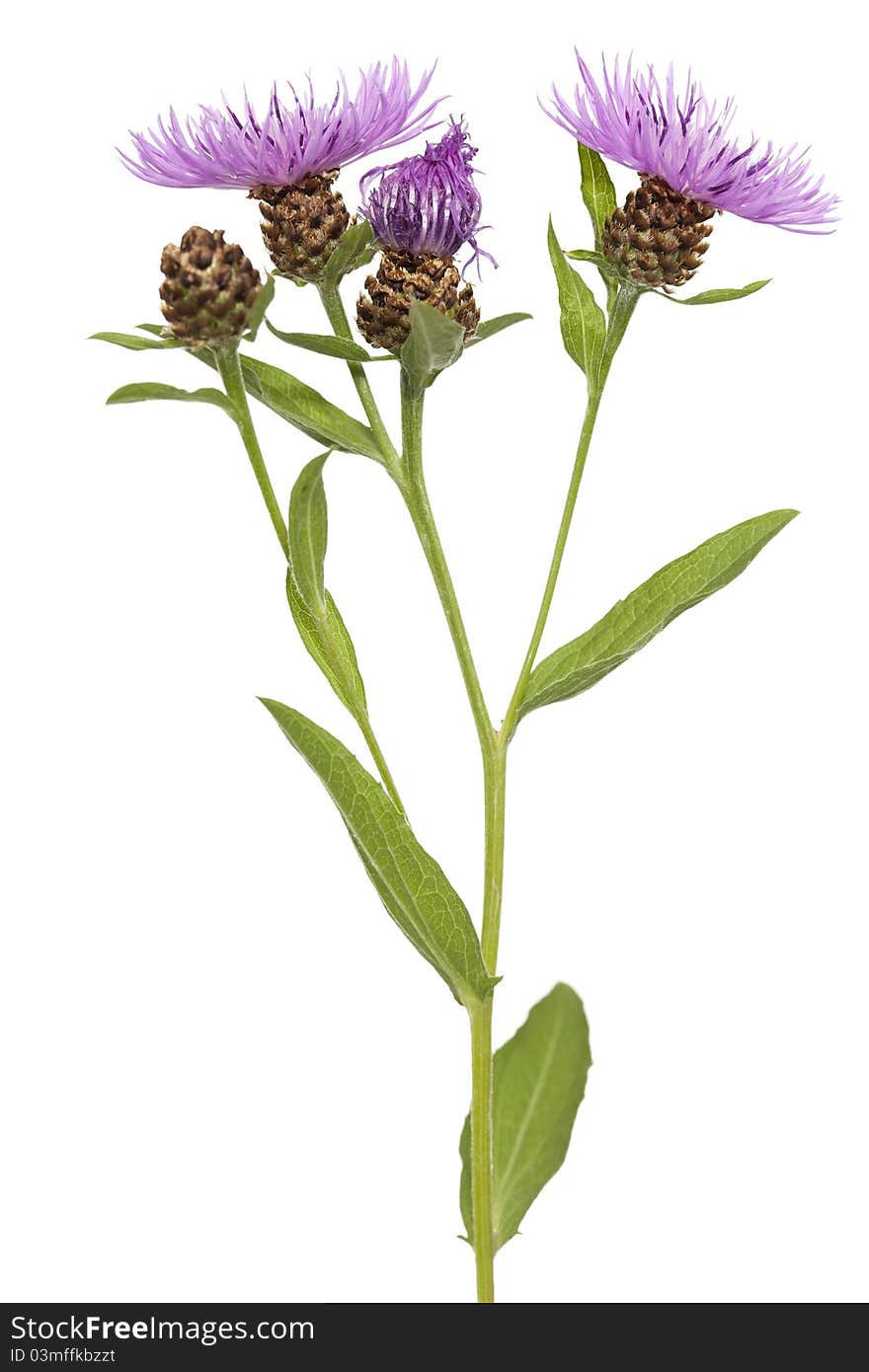 Stem with purple cornflower on white background