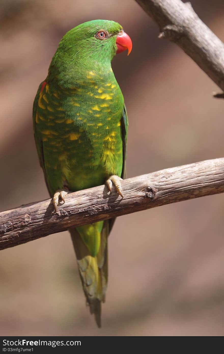 Scaly-breasted lorikeet