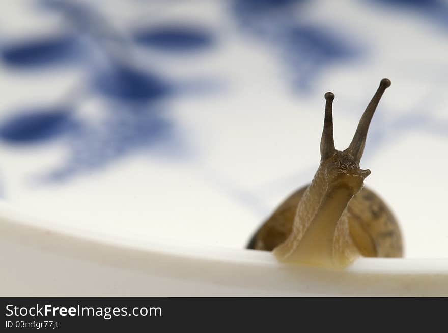 Snail with Chinese traditional painting