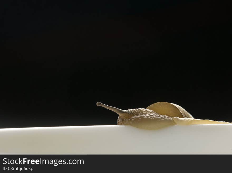 Snail With Black Background