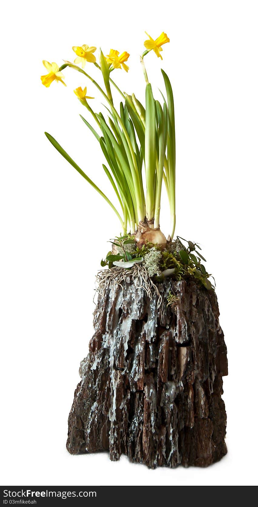 Floristic object with yellow daffodils